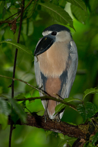 boat-billed heron